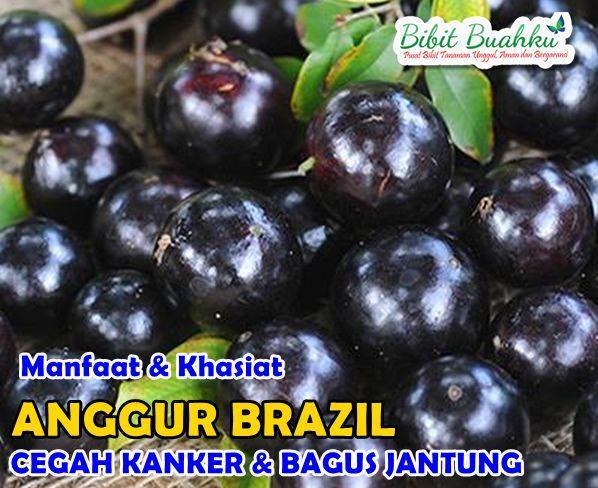 Keunggulan dan Manfaat Habanero Dipercaya untuk Kesehatan Anda